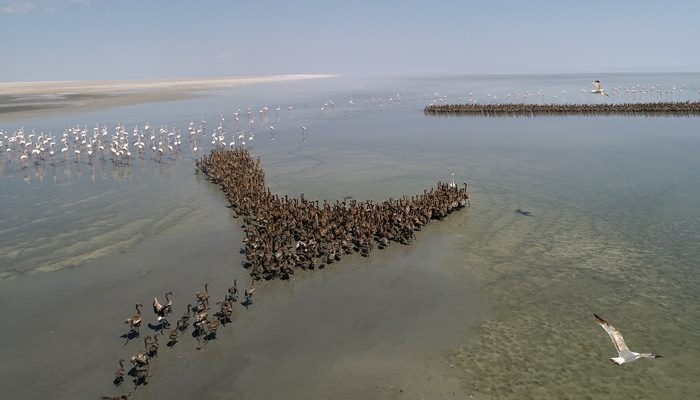 Anadolu'nun flamingo cenneti: Tuz Gölü - Sayfa 2