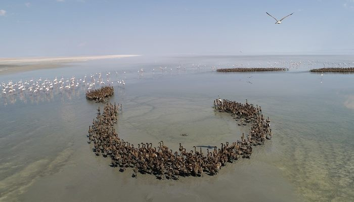 Anadolu'nun flamingo cenneti: Tuz Gölü - Sayfa 3