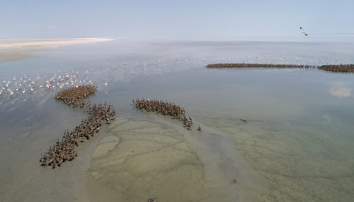 Anadolu'nun flamingo cenneti: Tuz Gölü - Sayfa 4