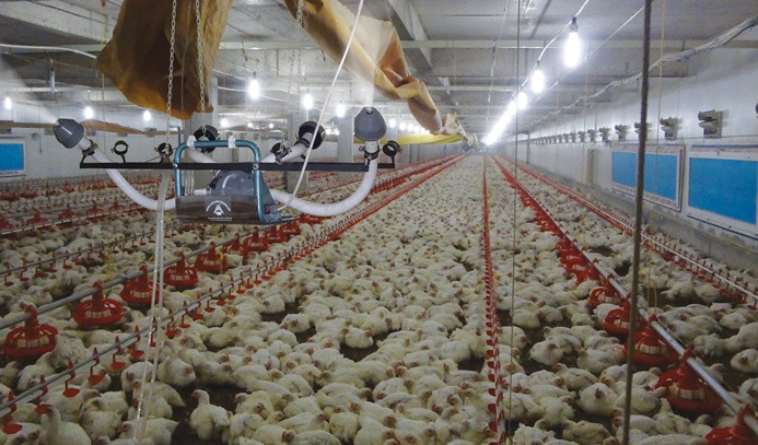 Tavuk eti üretimi yüzde 11 arttı
