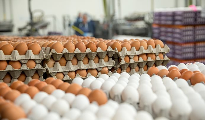 Türkiye'deki yumurtalar 'temiz' çıktı