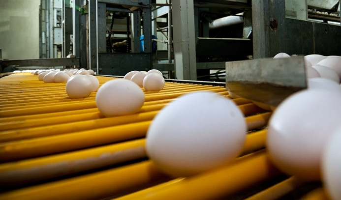 Yumurta üretimi kasımda azaldı