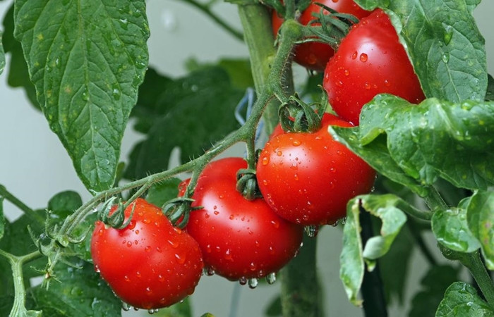 Rusya, domateste ithalat iznini genişletebilir