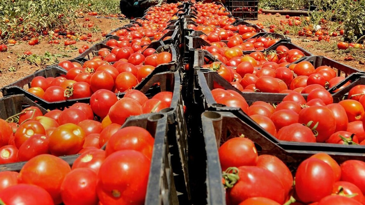 Türkiye'den 54 ülkeye domates ihracatı