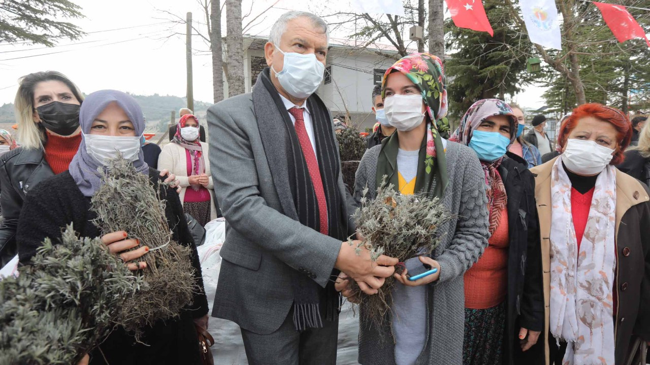 Adana Büyükşehir’den kırsaldaki üreticiye lavanta fidesi desteği