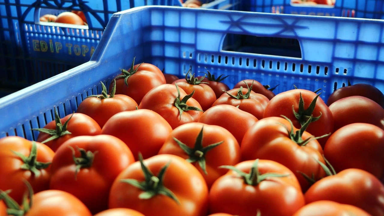 Rusya, domates kotasını 50 bin ton yükseltti