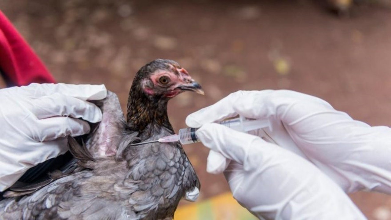 Çin'de kuş gribinin  bulaştığı bir kişi öldü