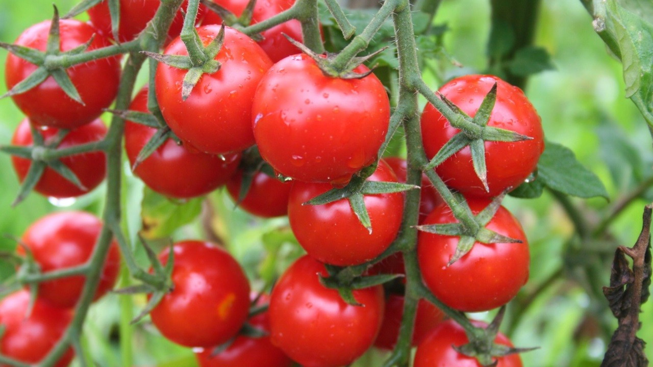 Rusya, domates ithalatında kotayı artırdı