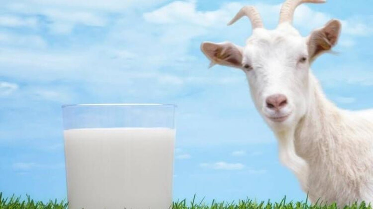 Yetiştirici, koyun ve keçi sütü için de referans fiyat istiyor