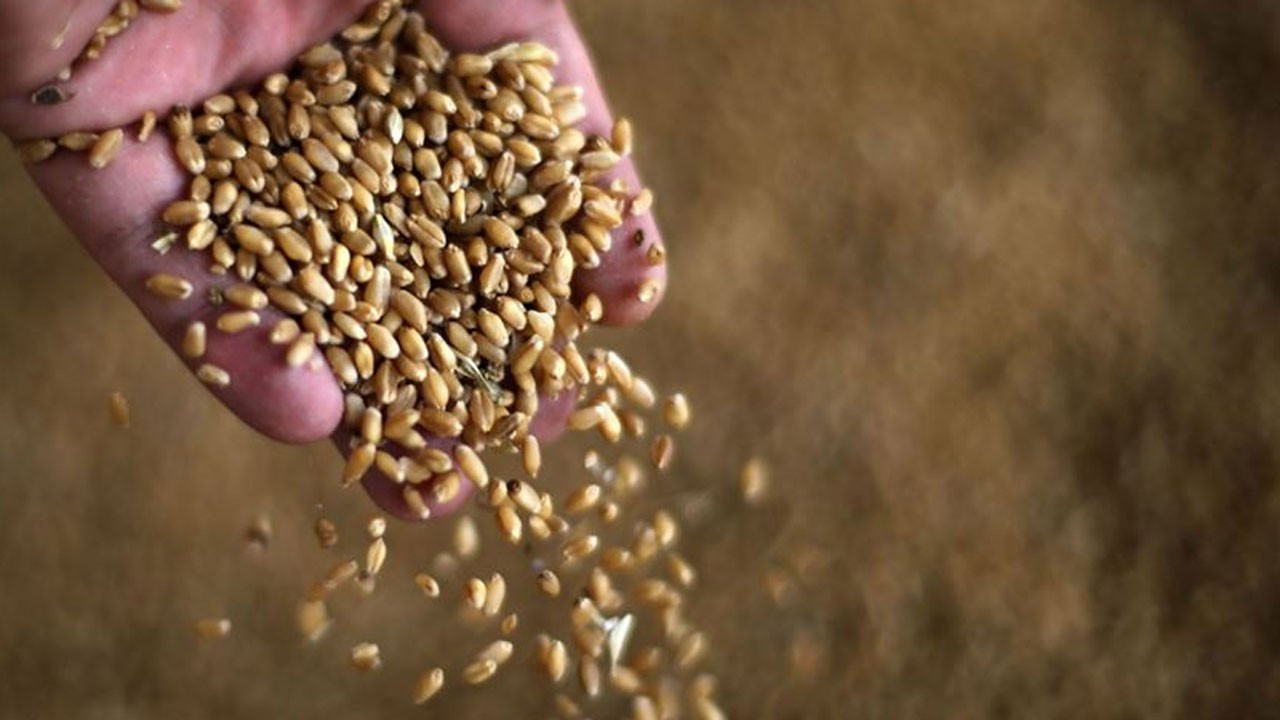 TMO, 245 bin ton ithal buğday alımını onayladı