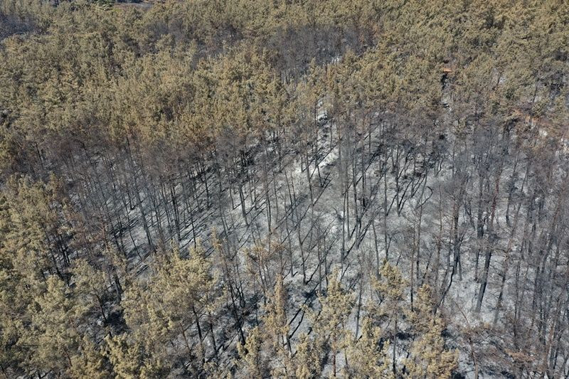 Felaketin fotoğrafı: Bodrum ve Milas'ta yanan alanlar görüntülendi - Sayfa 2