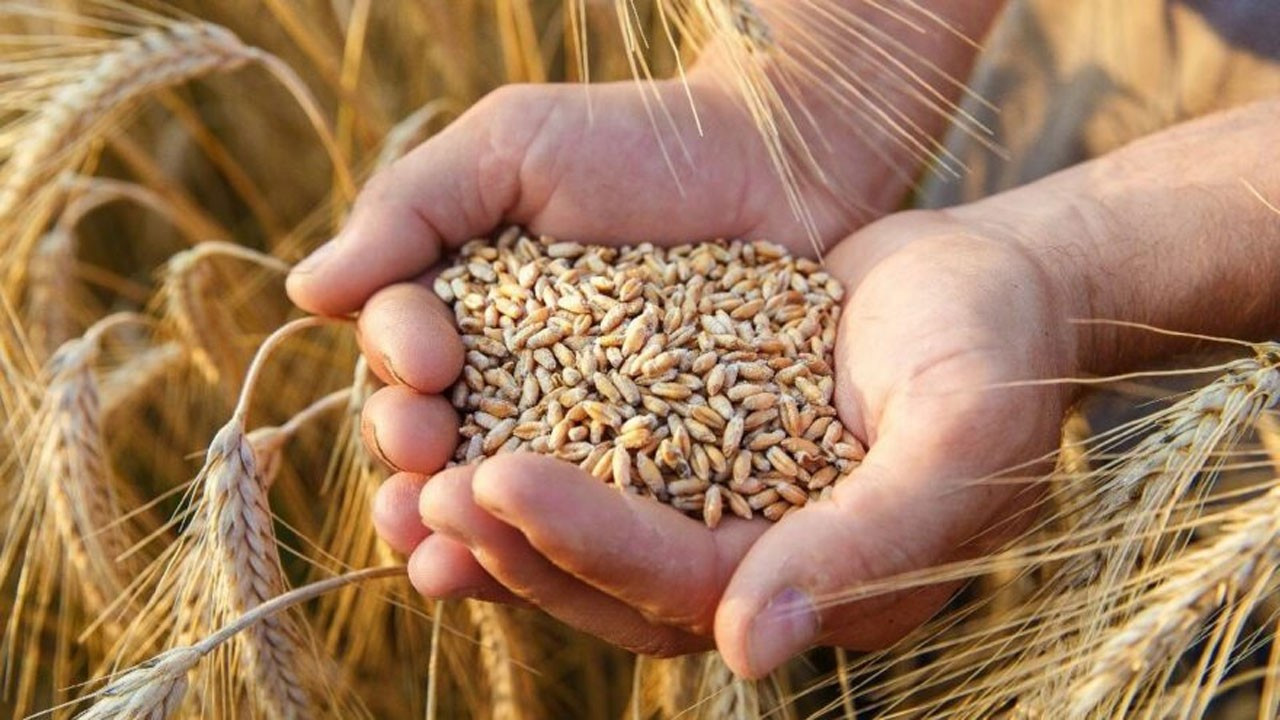 Buğday-arpa alım fiyatı belirlendi