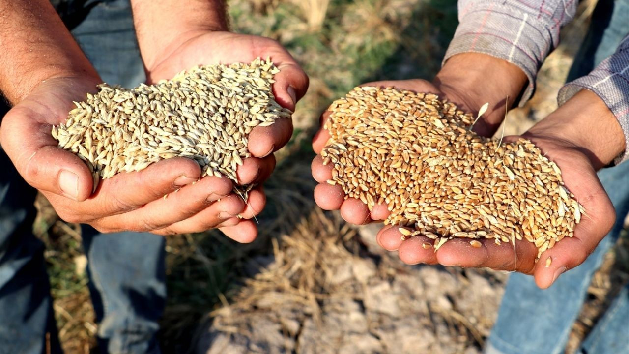 Gaziantep'te çiftçilere 3 bin 800 ton tohum ve gübre desteği verildi