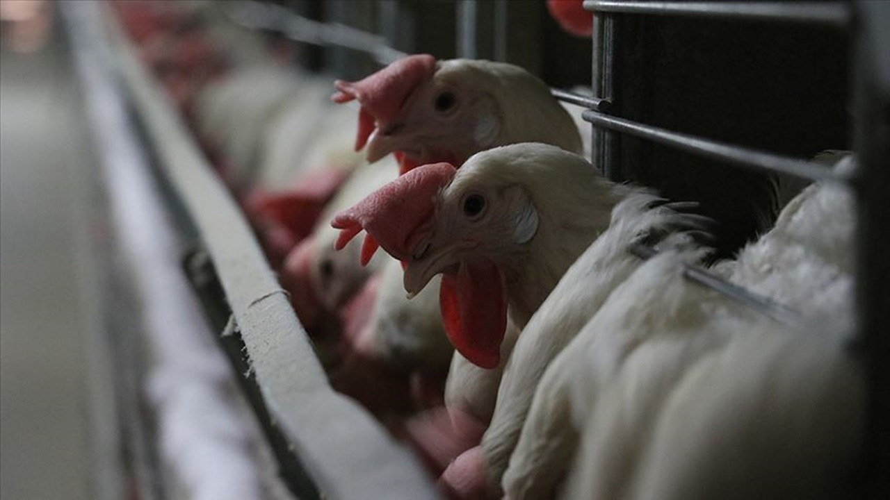 Tavuk eti üretimi yıllık bazda yüzde 14,2 arttı