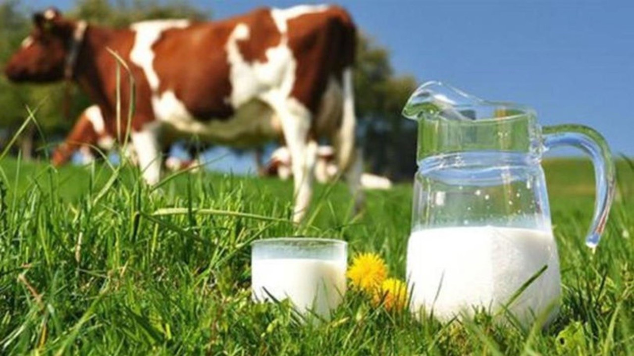 Eylülde 785 bin tonu aşkın inek sütü toplandı