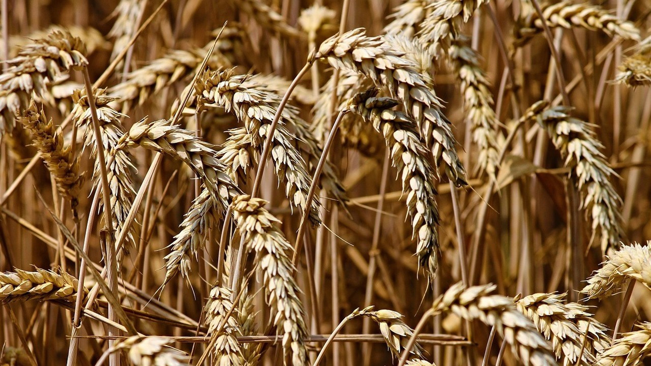 Paris'te buğday fiyatı 2 haftanın dibinde