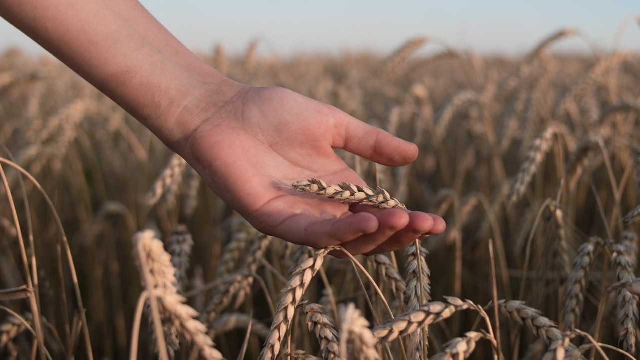 Buğdayda sertifikalı tohum satışı %30 azaldı