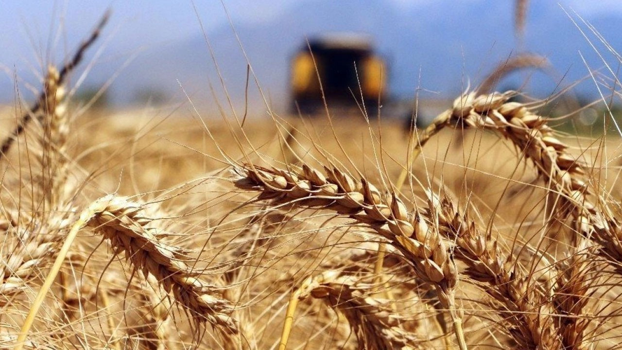 Buğday alım fiyatları arttı, çiftçi satış için TMO'nun yolunu tuttu