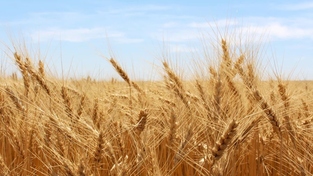 TMO’dan 480 bin tonluk buğday ithalatı