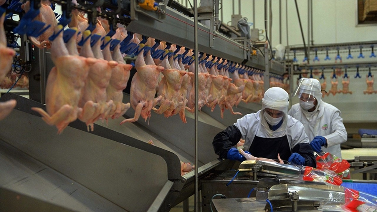 Tavuk eti üretimi yüzde 12,7 arttı