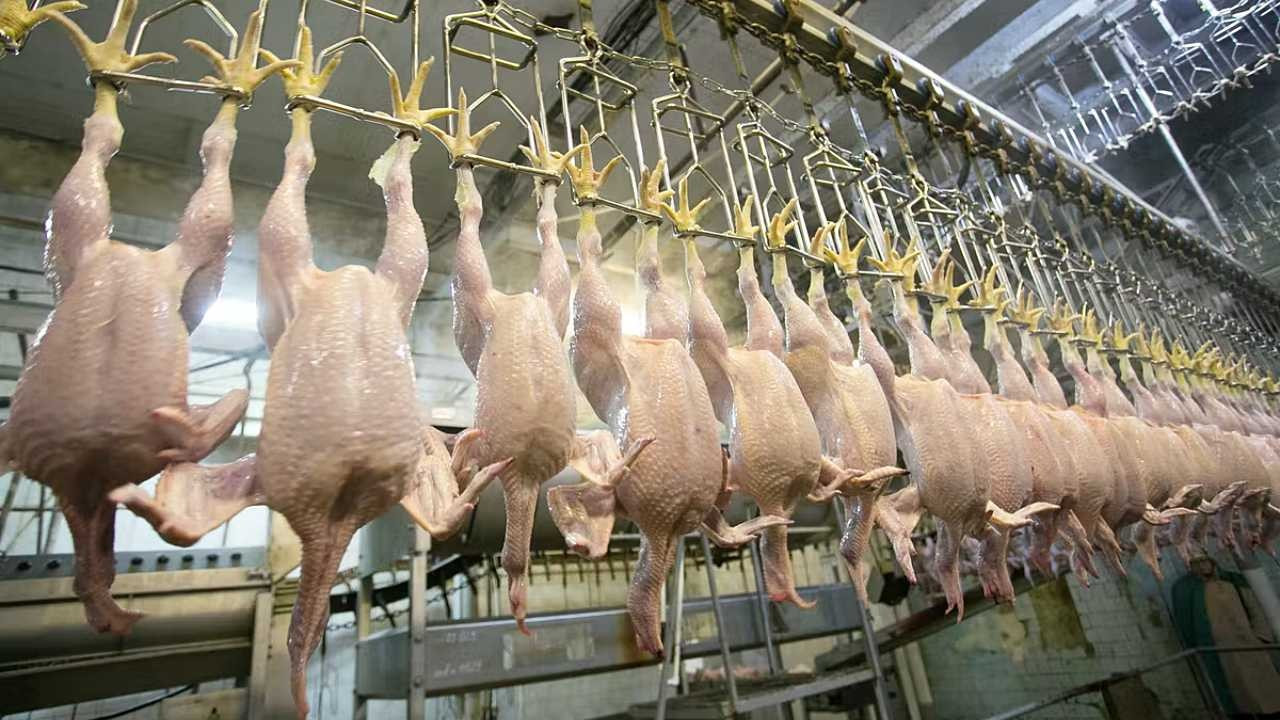 Tavuk üreticileri satış fiyatının % 10’unu istiyor