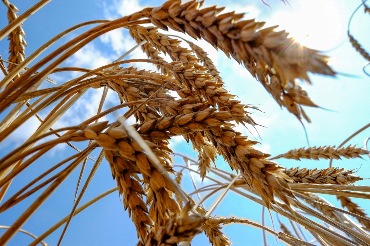 TMO prim desteği: Arpa ve buğday prim desteği ne kadar oldu?