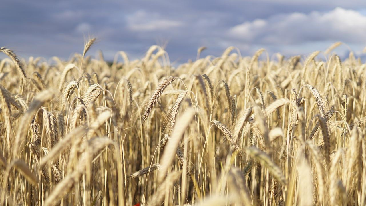 Buğday piyasası müzakereleri yakından takip ediyor