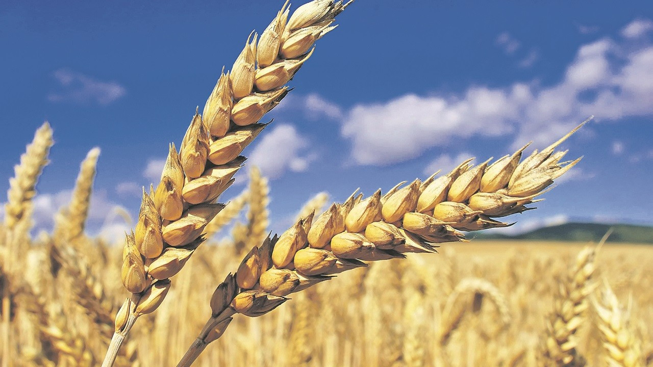  2023 yılı buğday ve arpa alım fiyatları belirlendi