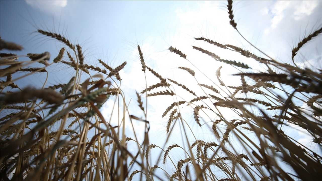 Tahıl sevkiyatı üssü İstanbul’da açıldı