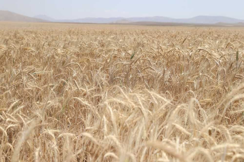 Harvest of alternative feed triticale has begun - Page 3