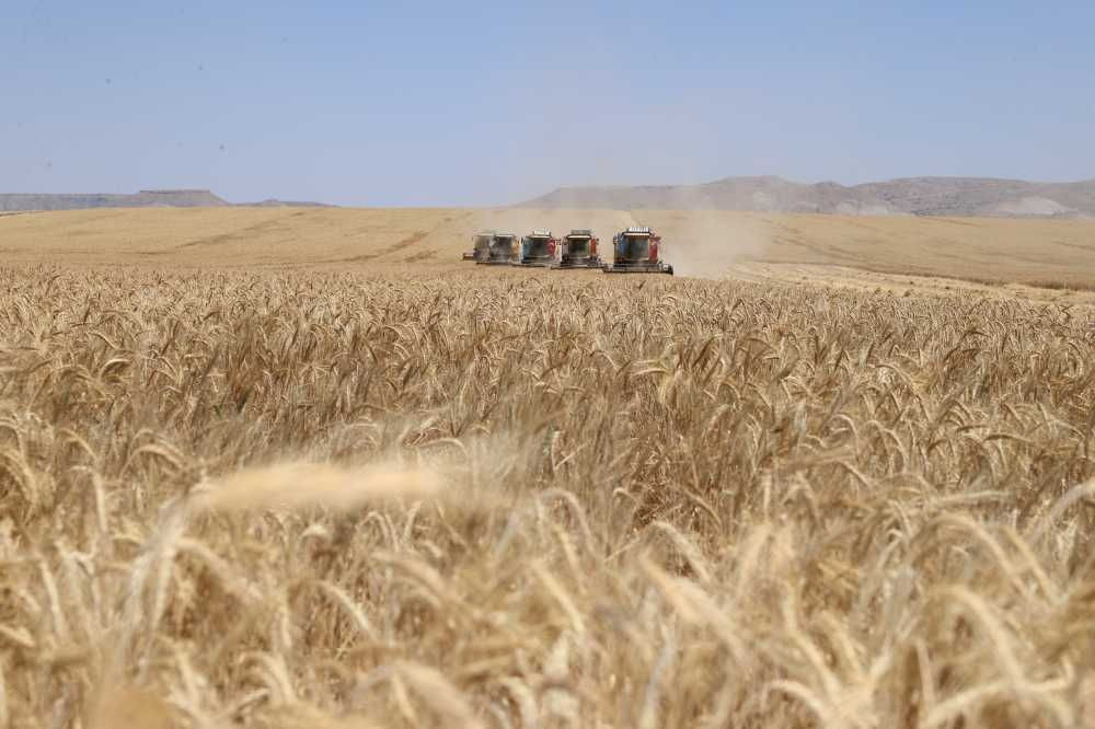 Harvest of alternative feed triticale has begun - Page 4
