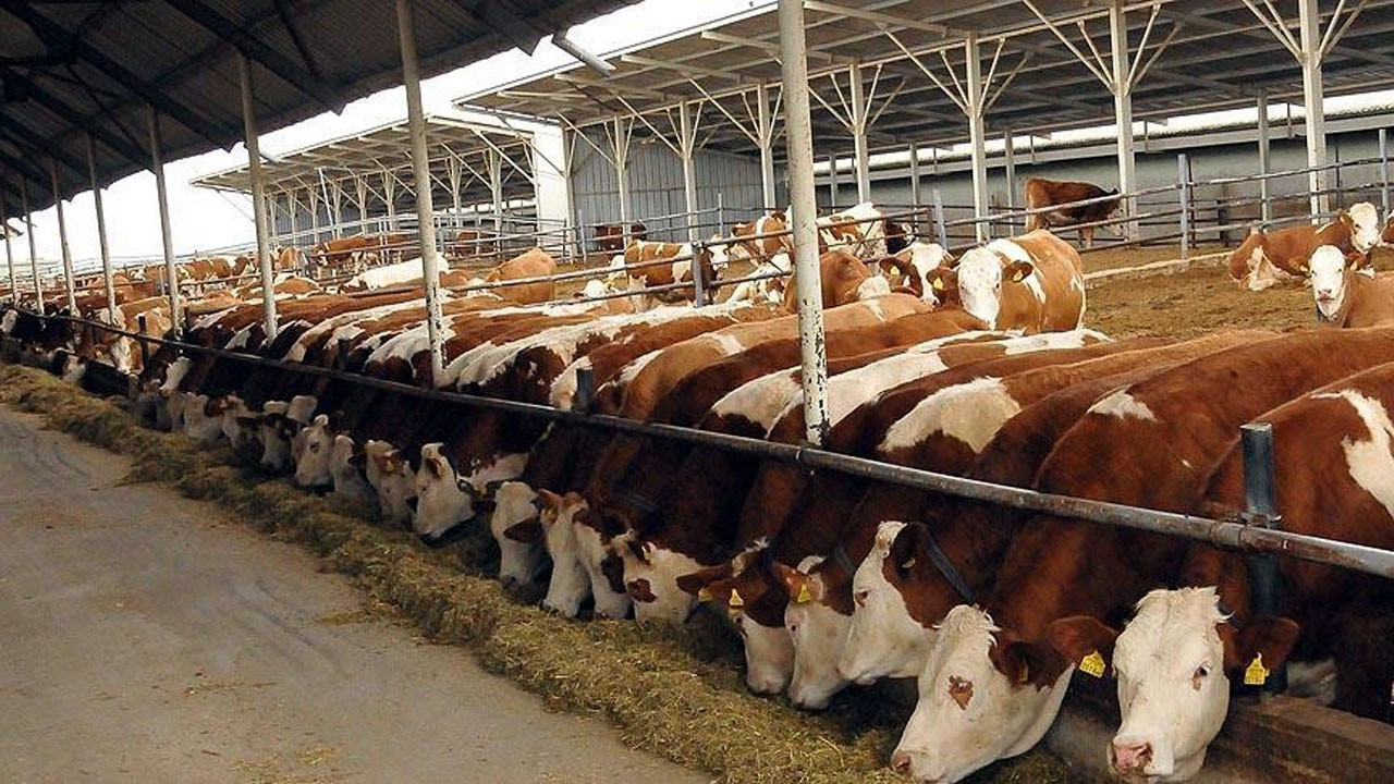 Türkiye, besilik sığır ithalatına ve koyun ihracatına izin verdi