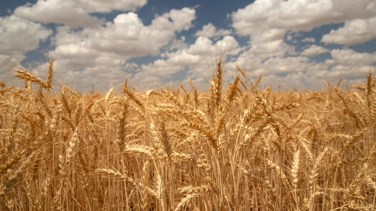 Antalya'da doktor bir çift kanser hastaları için "karakılçık buğdayı" üretimi yapıyor