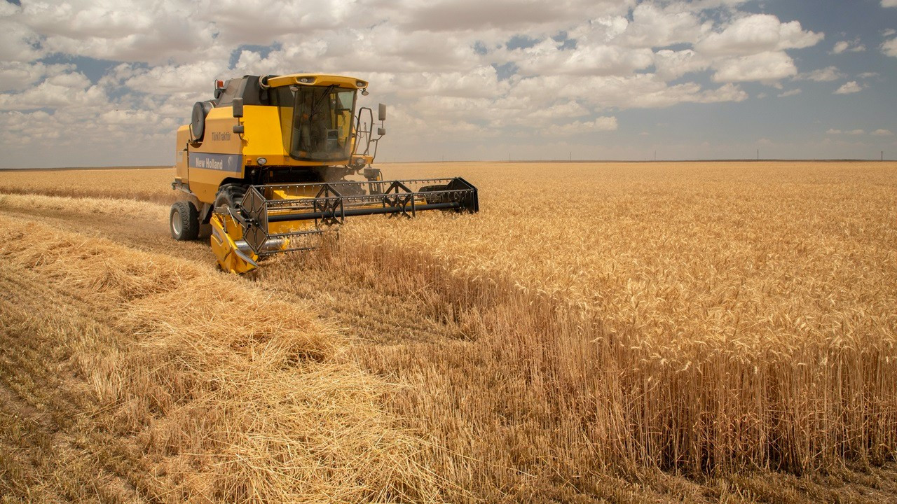 CHP'li Sarıbal'dan TMO'ya 'buğday alımına başla' çağrısı