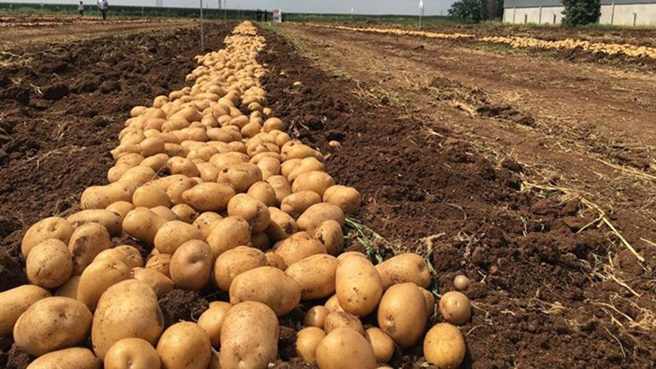 TİGEM tohumluk patates üretimi için arazi kiraya verecek