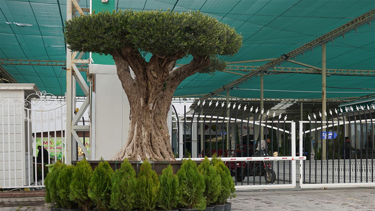 Kerkük'te 140 yaşındaki zeytin ağacı 8 bin dolara satılıyor - Sayfa 1