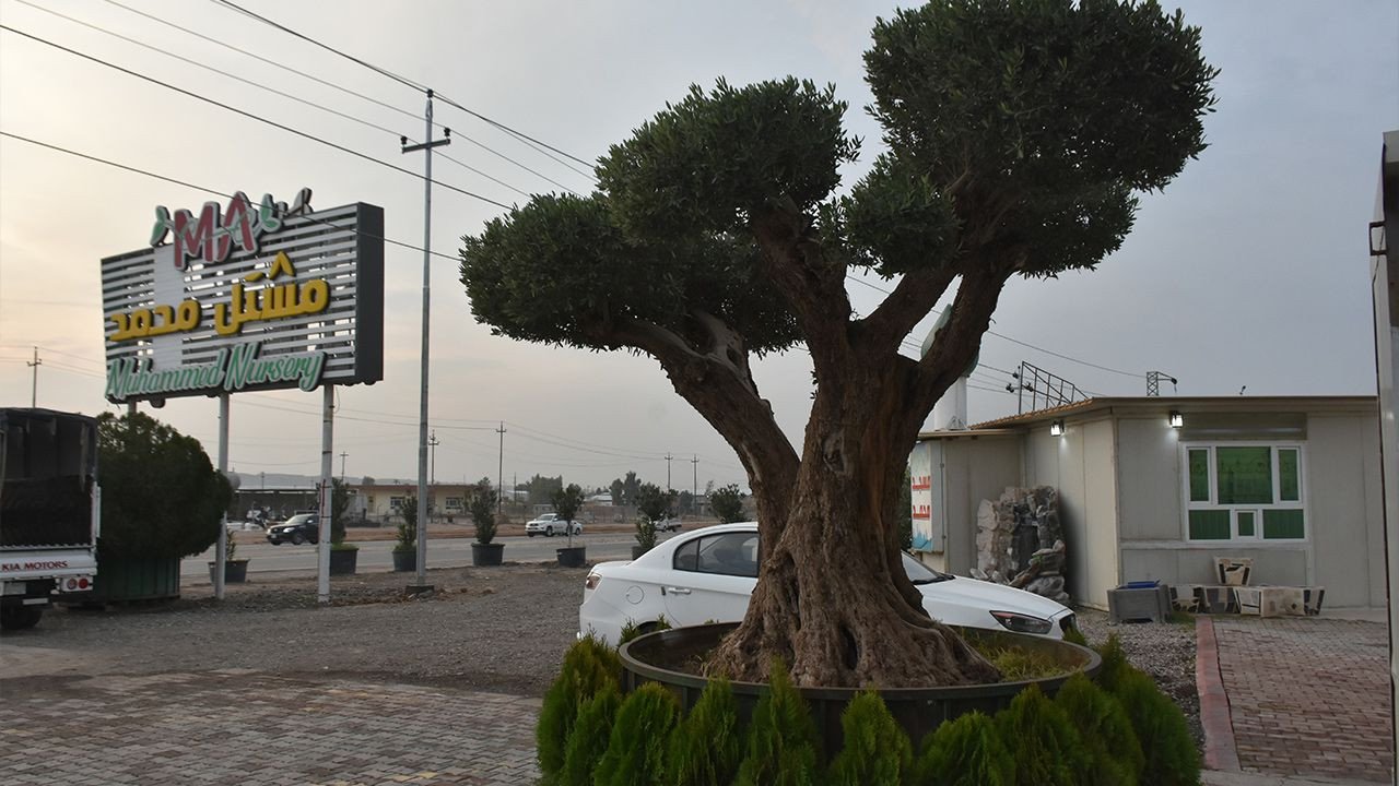 Kerkük'te 140 yaşındaki zeytin ağacı 8 bin dolara satılıyor - Sayfa 2