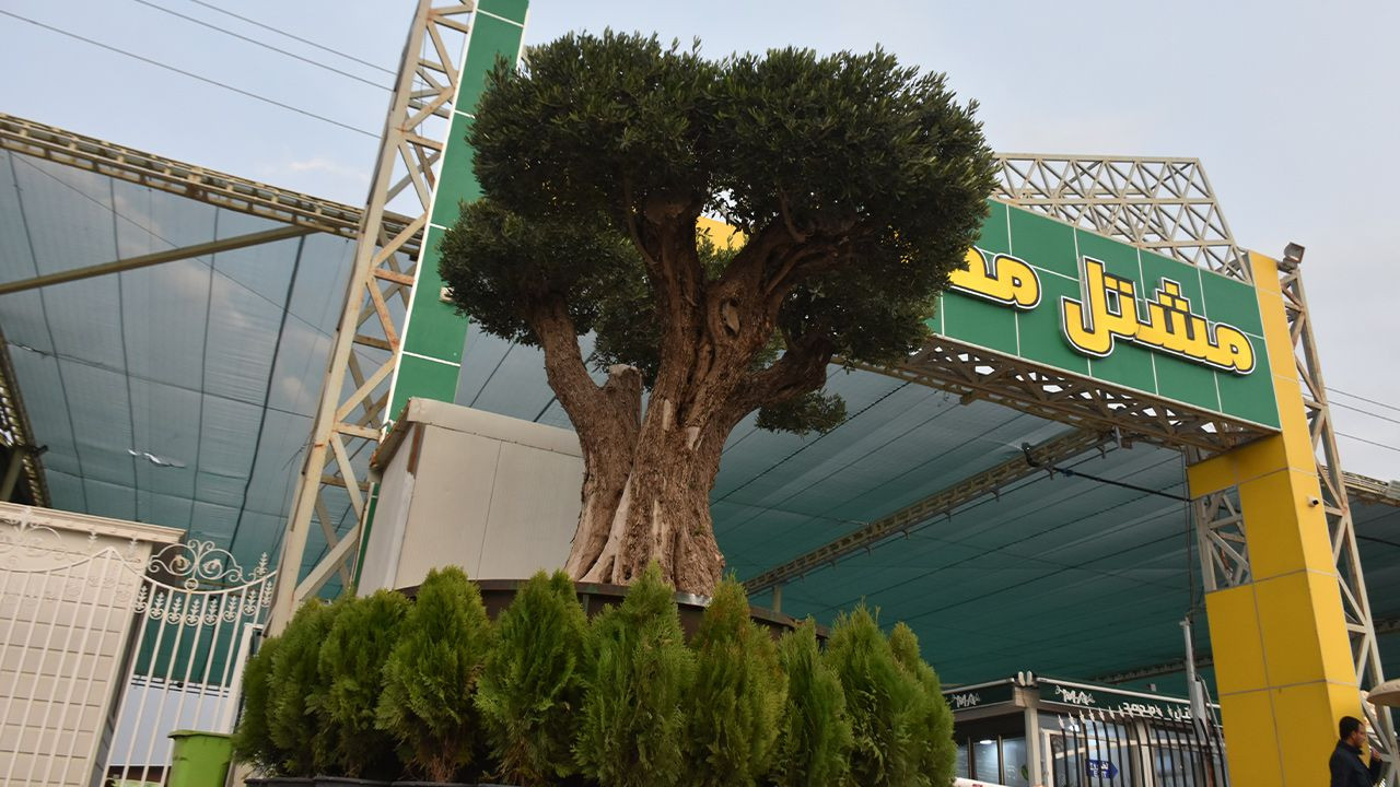 Kerkük'te 140 yaşındaki zeytin ağacı 8 bin dolara satılıyor - Sayfa 3