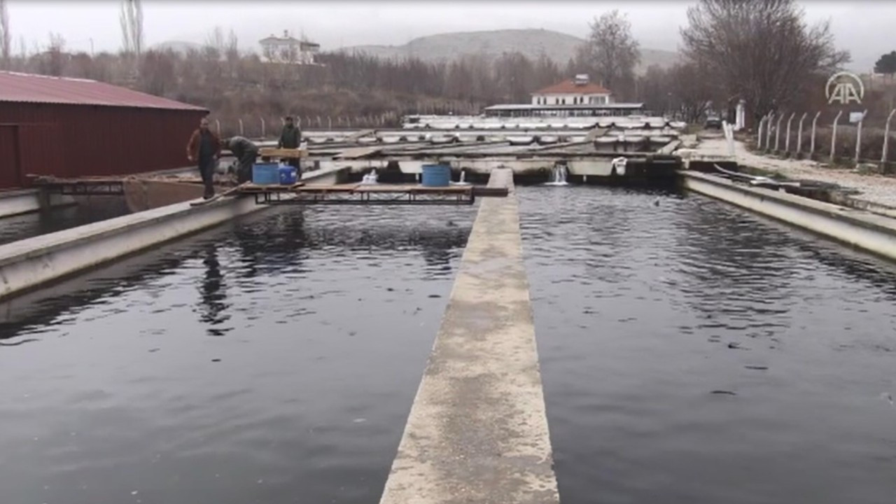 Malatya 'balık yavrusu' üretim merkezine dönüşüyor