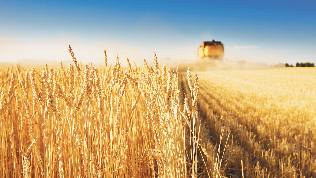 ABD'de soya fasulyesi ve mısır fiyatları geriledi
