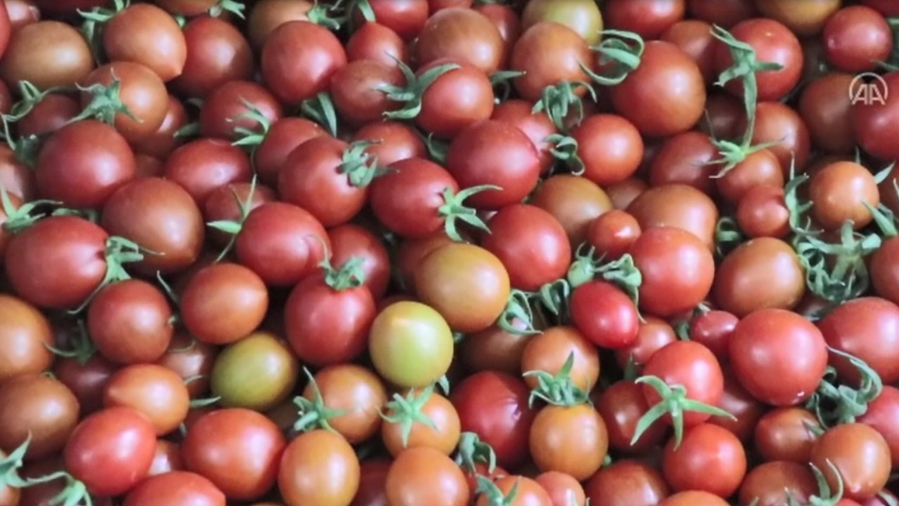 Muğla domatesi 2022'de 60 milyon dolar getirdi