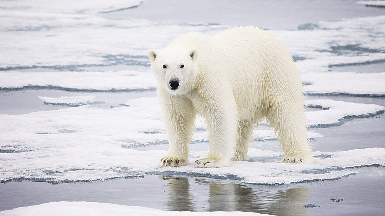 Kutup ayısı sayısı sadece son 5 yılda yüzde 27 azaldı