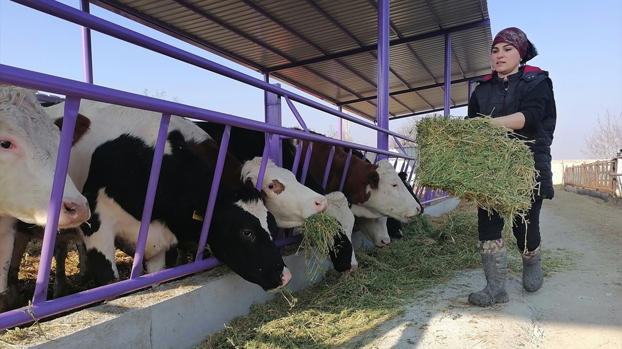 Devlet desteğiyle çiftlik kuran üniversite mezunu kadın girişimci günde 1 ton süt üretiyor