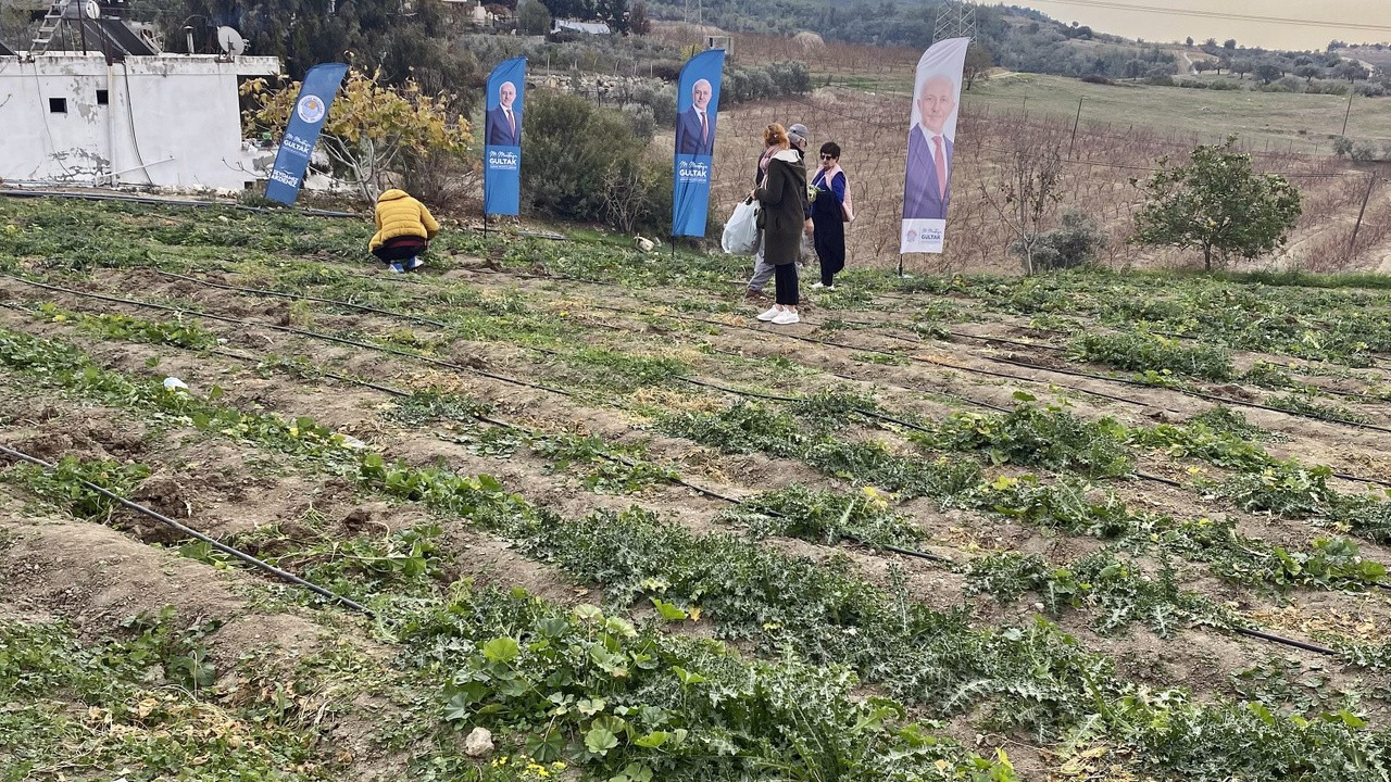 Mersinli kadınlar "şevketibostan"ı hasat etmenin sevincini yaşıyor