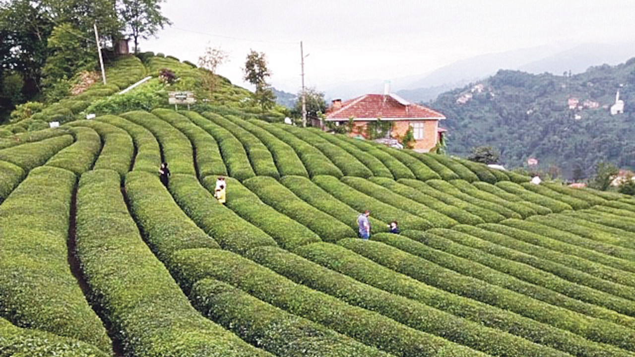 Çay ihracatı 23 milyon dolara yaklaştı
