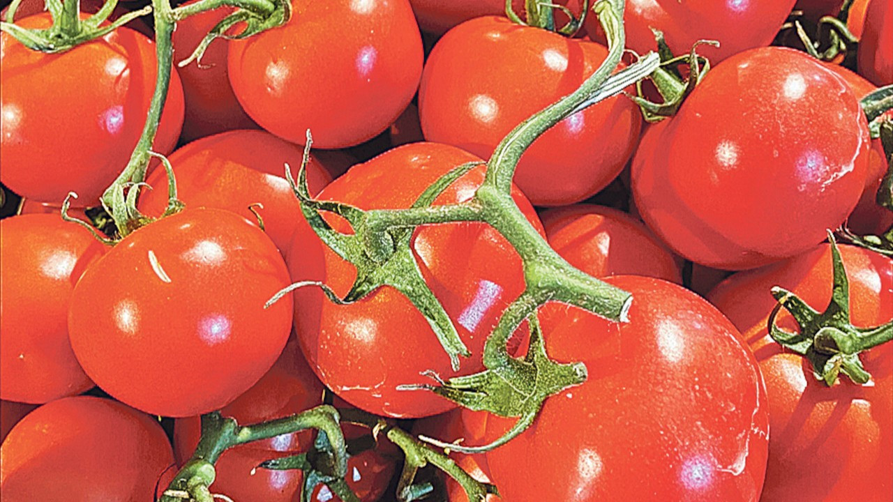 Türkiye'nin yaş meyve sebze ihracatının lideri bu yıl domates oldu