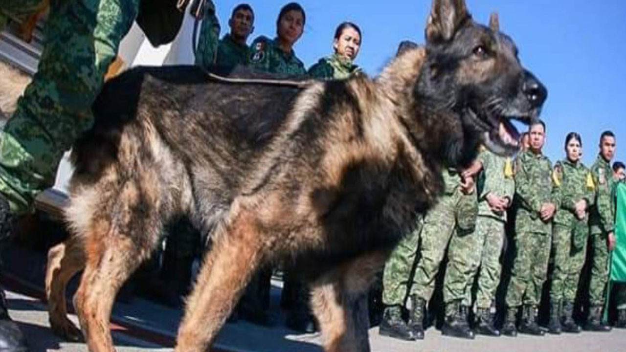 Meksikalı yol arkadaşı arama kurtarma köpeği  'Proteo' yaşamını yitirdi