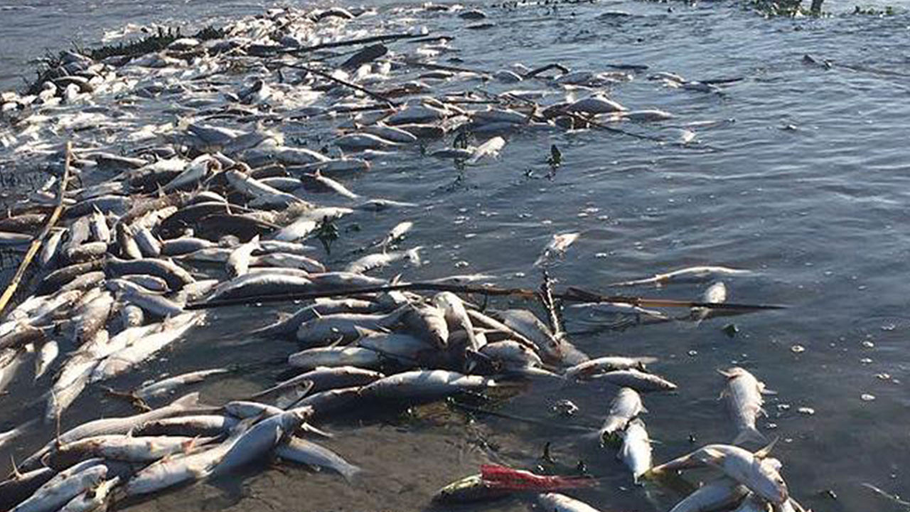 Avustralya’da çevre felaketi: Darling Nehri'nde yüz binlerce ölü balık bulundu