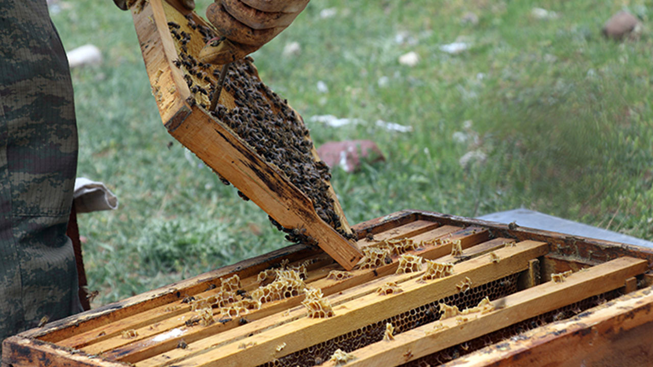 Adana'da hırsızlar bal peteğini çaldı, arıları öldürdü