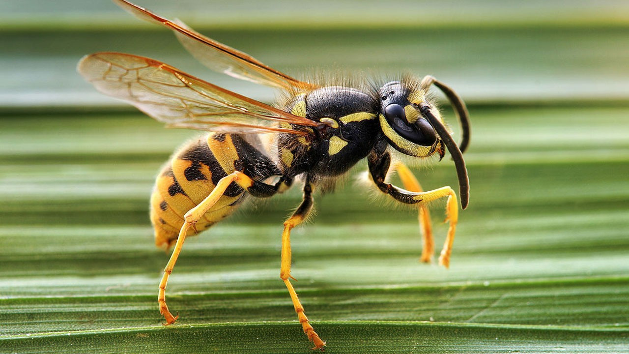 Yaban arılarının hareket kabiliyetini etkiledi